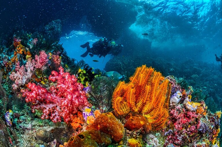 PADI Dive Medical Self-Assessment: How to Review Your Fitness to Dive